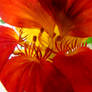 Fiery Nasturtium