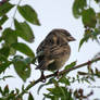 Baby Sparrow 18/10/2020