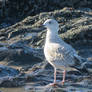 Gull Pose