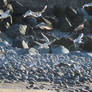 Gulls flying on Westward Ho! beach