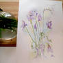 Lilac Freesias in glass vase