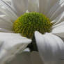 White Daisy macro