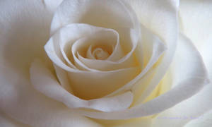 White Rose