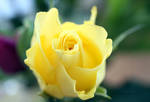 Yellow Rose 20 /12/20