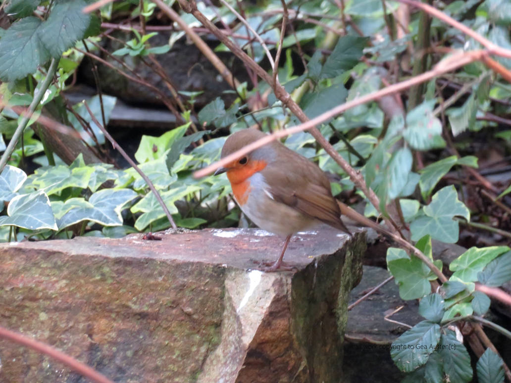Robin Thinking Robin thinking by GeaAusten on DeviantArt