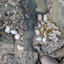 Shells and rocks ..Westward Ho ! North Devon