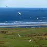 Gulls over Northam Burrows