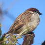 Spring Sparrow