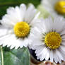 More Daisies