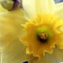 Daffodil macro