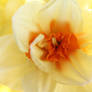 Sunny Double Daffodil