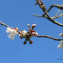 Cherry Blossom today Northam