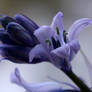 Bluebells from my garden