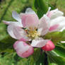 Apple Blossom Macro