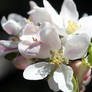 Apple Blossom 27/4/21