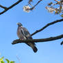 Wood pigeon in cherry Blossom tree