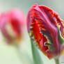 Parrot Tulip in focus and one out of focus