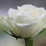 White Rose