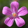 Oxalis tiny flower