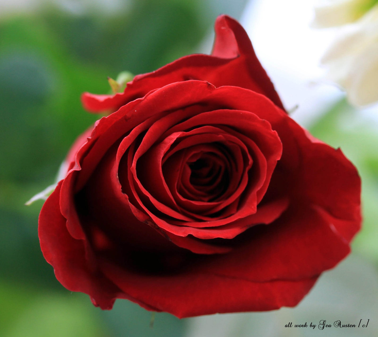 Deep Red Rpse Deep Red Rose by GeaAusten on DeviantArt