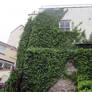 House with Ivy  Bideford