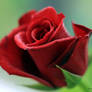 Simple red rose