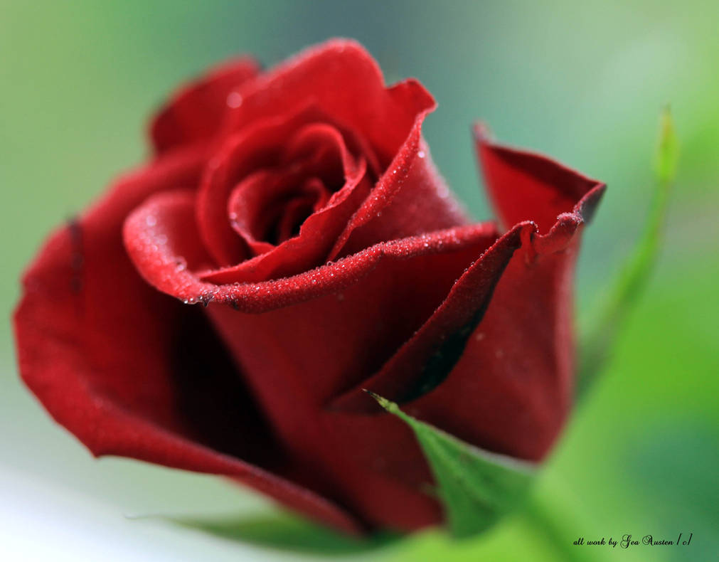 Simple red rose by GeaAusten on DeviantArt