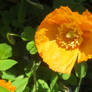 Orange Welsh poppy