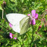 Green Veined White Butterfly