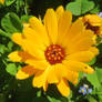 osteospermum .. african daisy