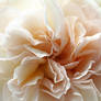 Apricot and pale pink roses