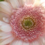 Pretty in Pink ..African Daisy