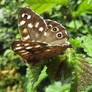 Speckled Wood  Butterfly.Pararge aegeria  Northam