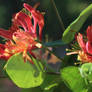 Lonicera Gold flame [American Beauty]