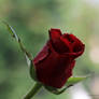 Red Rose for Love