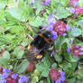 Bee on Self Heal