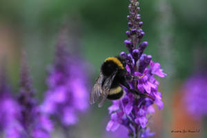 Bee on Wild Orchis