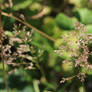 Wild Grasses