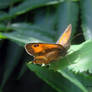 Gatekeeper Butterfly