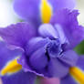 Furled Iris