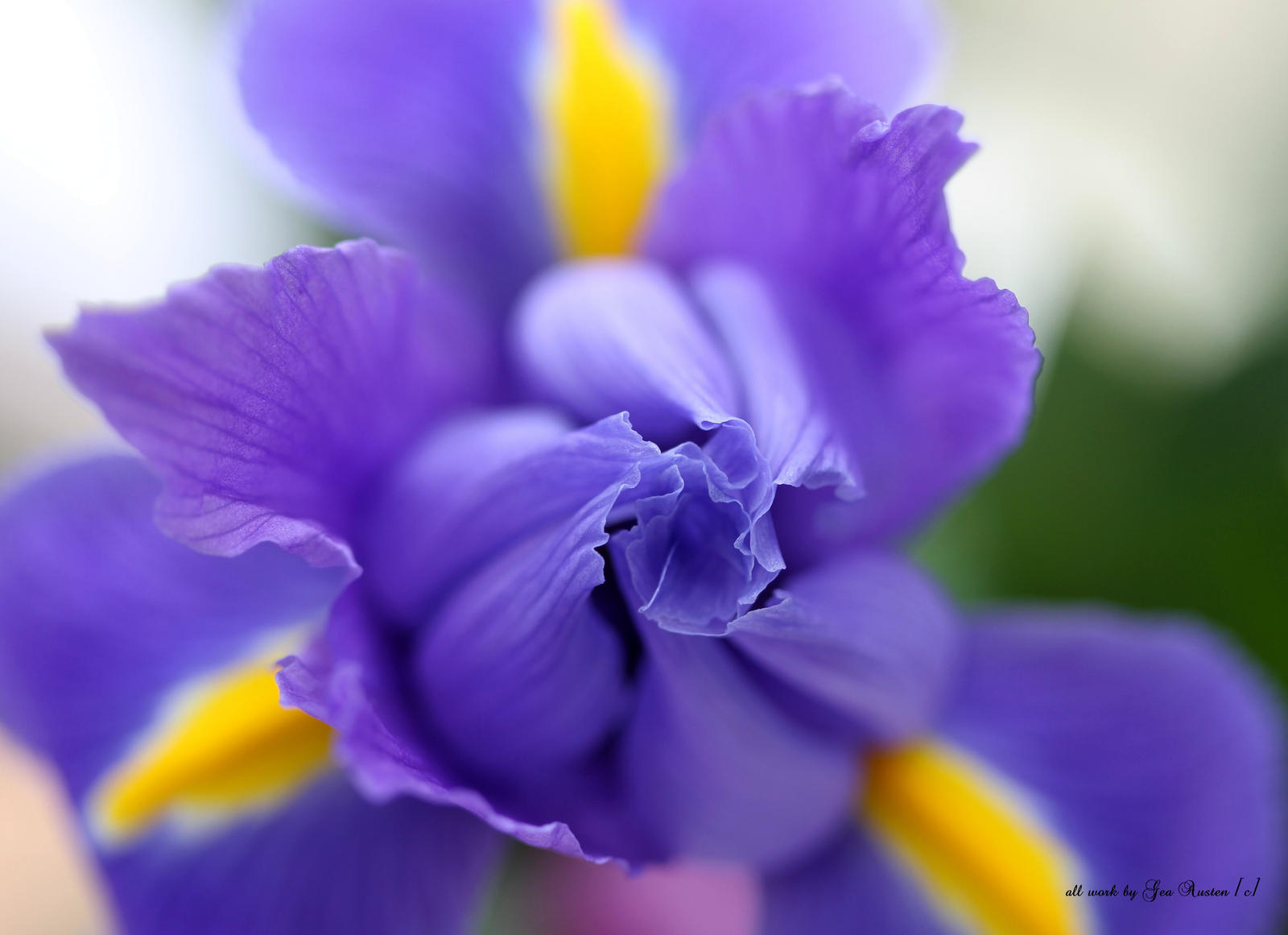Furled Iris by GeaAusten on DeviantArt