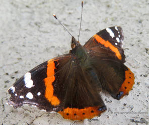 Vanessa Atalanta