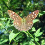 Speckled Wood Butterfly.Parargeaegeria   10/08/21
