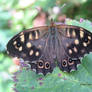 Speckled Wood butterfly North Devon