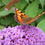 Large Tortoiseshell  North Devon