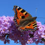 Small Tortoiseshell ..North Devon