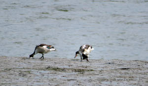 River Birds.. North Devon