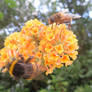 Two Bees on Orange Buddliea 2/9/21