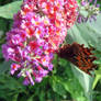 Comma Polygonia c-album on Buddliea