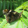 Side view of Red Admiral on Sumach